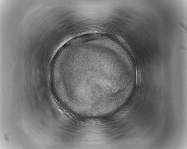 X0000099380435200805291132