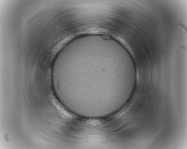 X0000099380445200805291132