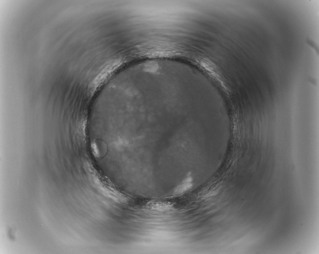 X0000099380491200805291131