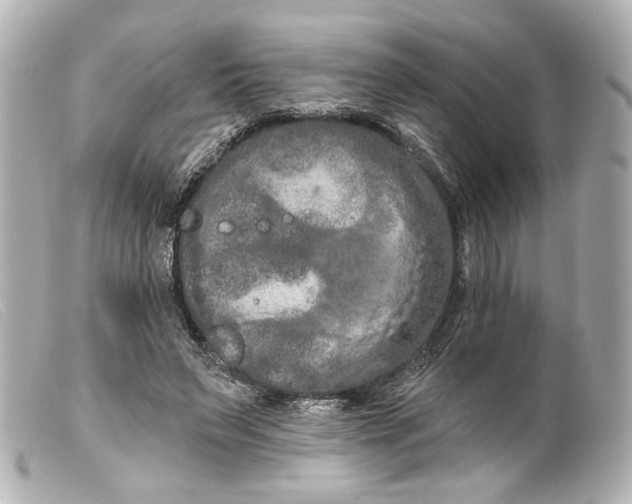 X0000099380495200805291131