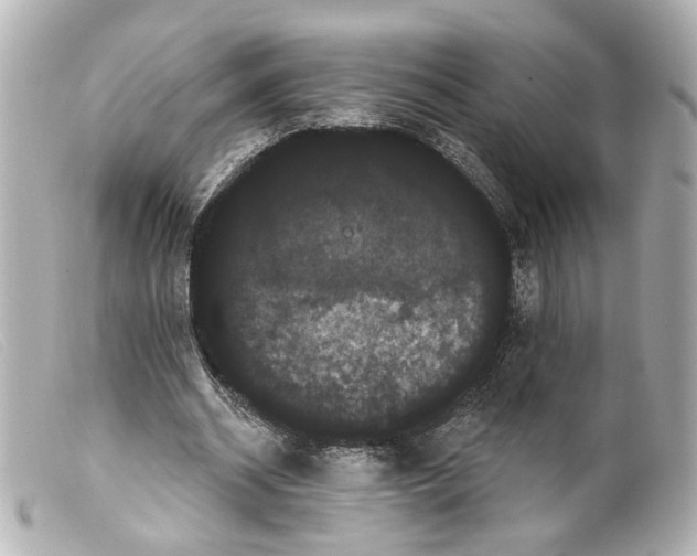 X0000099380534200805291130