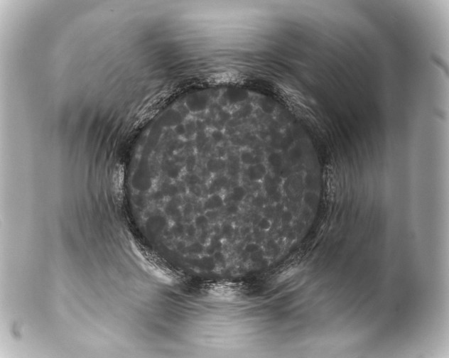 X0000099380550200805291131