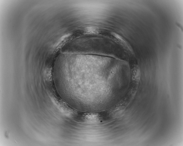 X0000099380560200805291131