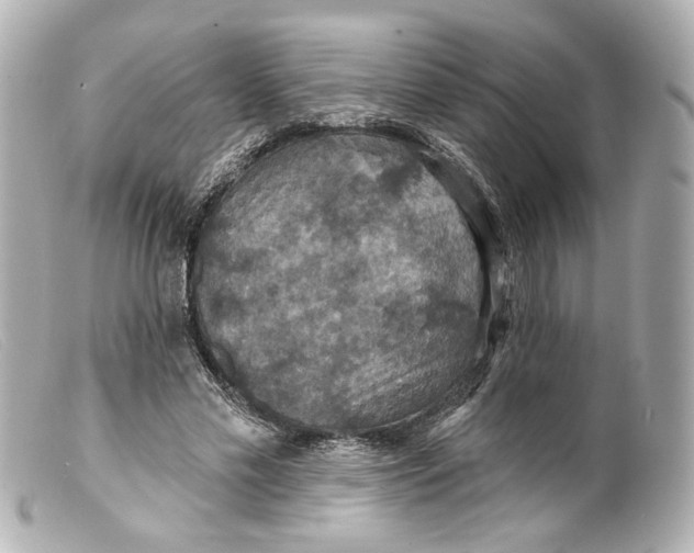 X0000099380589200805291130