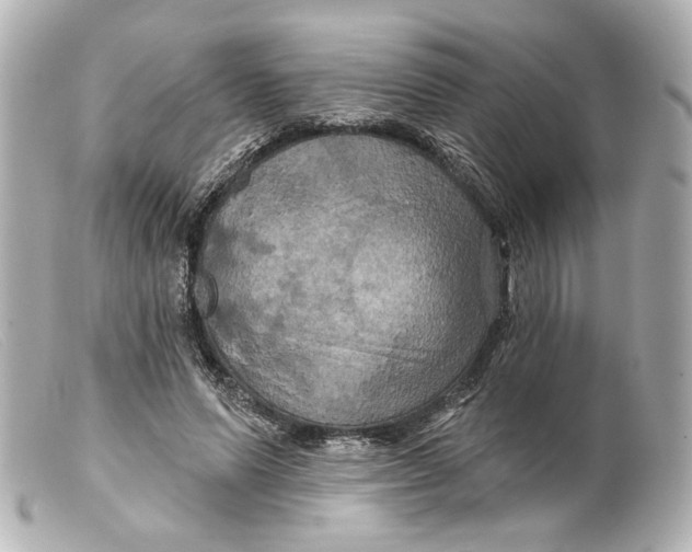 X0000099380591200805291130