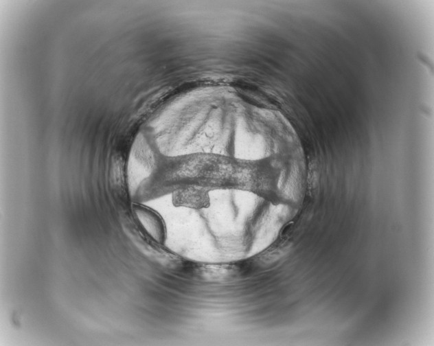 X0000099380623200805291129