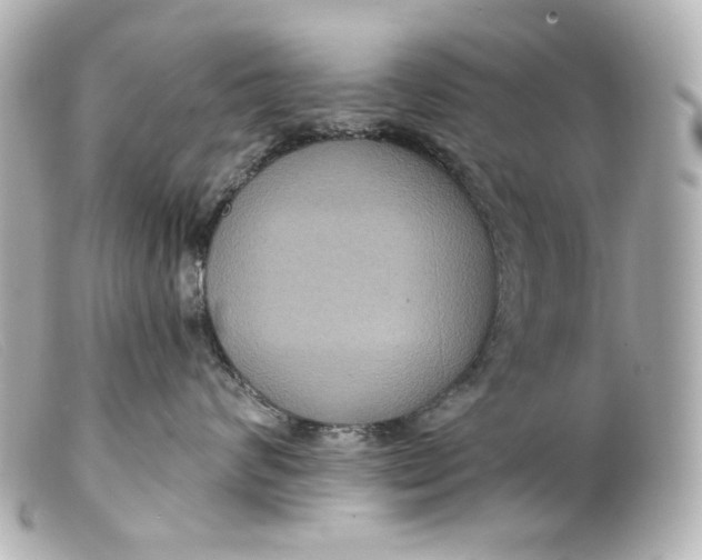 X0000099380624200805291129