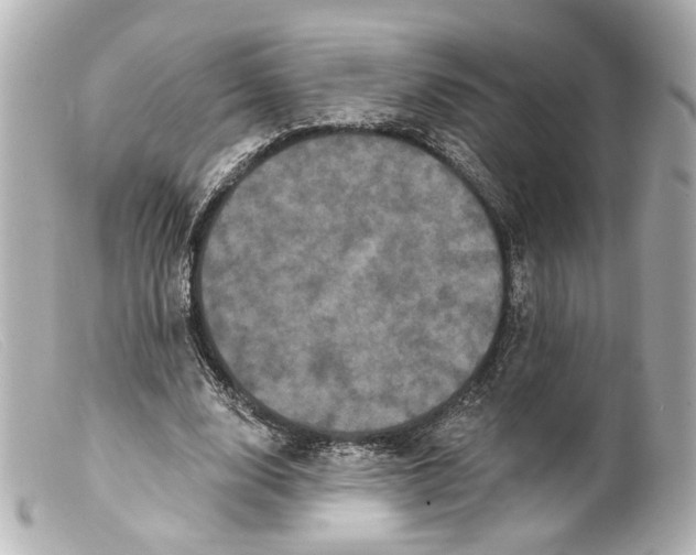 X0000099380632200805291129