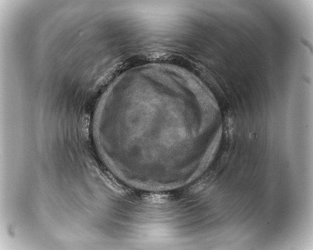 X0000099380664200805291129