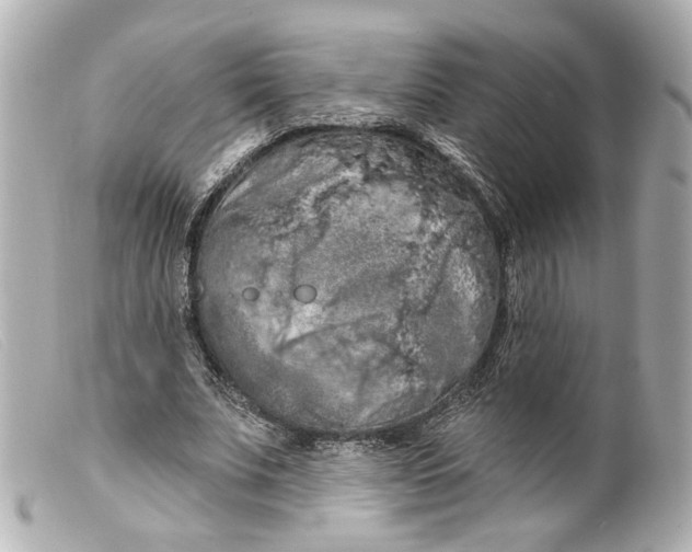 X0000099380679200805291129