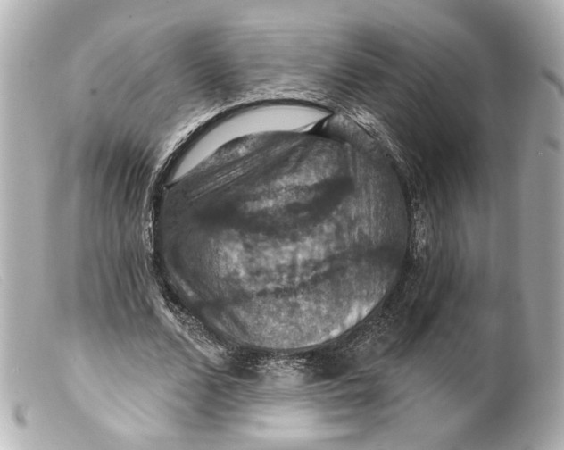 X0000099380680200805291129