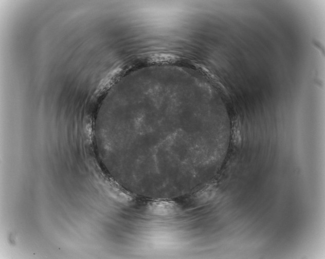 X0000099380716200805291128