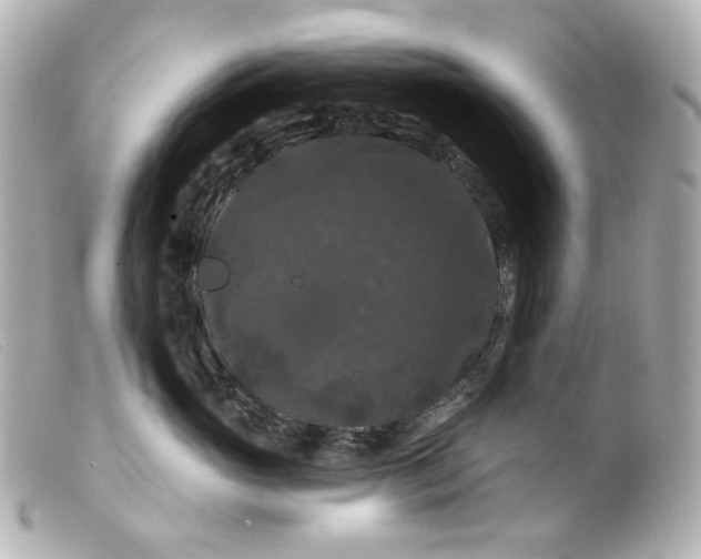 X0000099380765200805291128