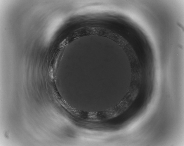 X0000099380766200805291128