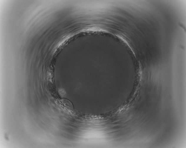 X0000099380823200805291126