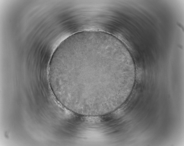 X0000099380856200805291127