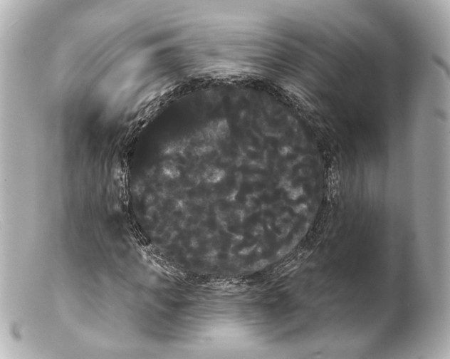 X0000099380917200805291125