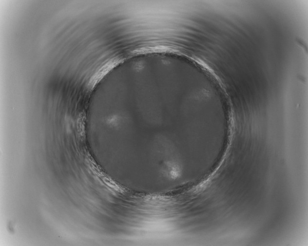 X0000099380921200805291125