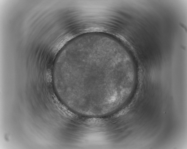 X0000099380929200805291125