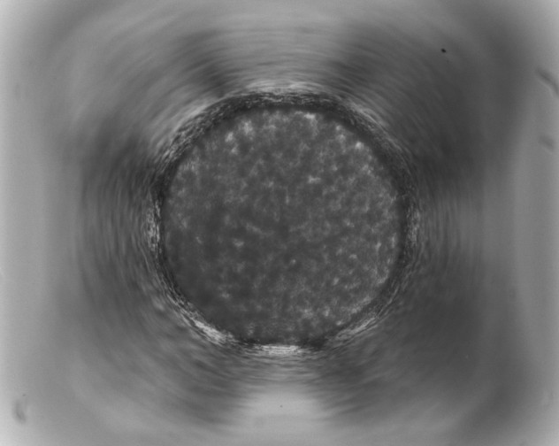 X0000099380966200805291125