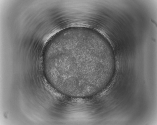 X0000099380971200805291125