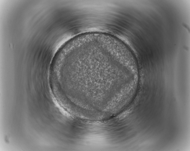 X0000099380991200805291125