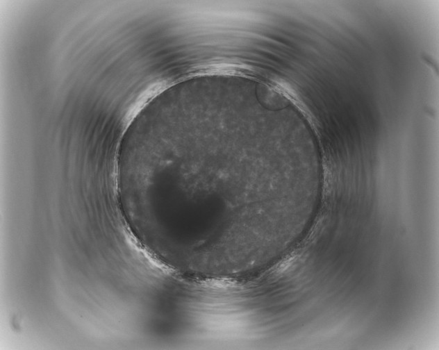 X0000099380994200805291125