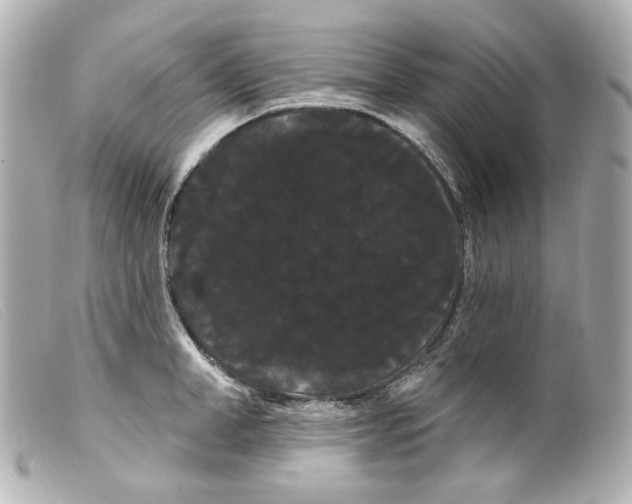 X0000099380998200805291124