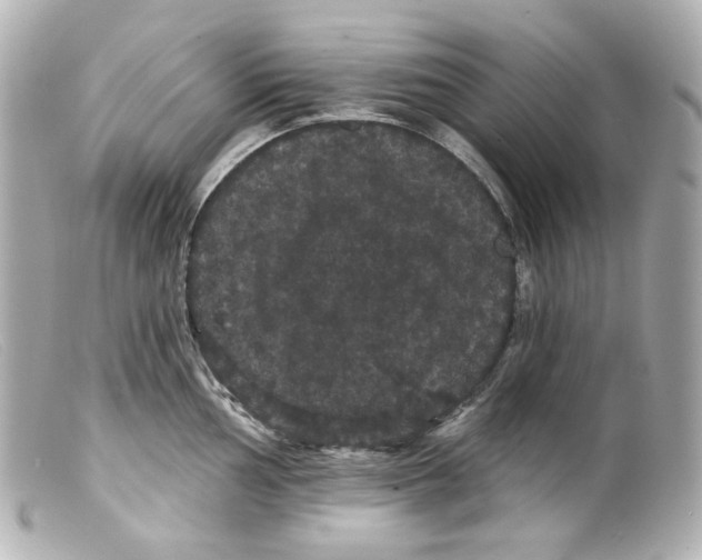 X0000099381002200805291124