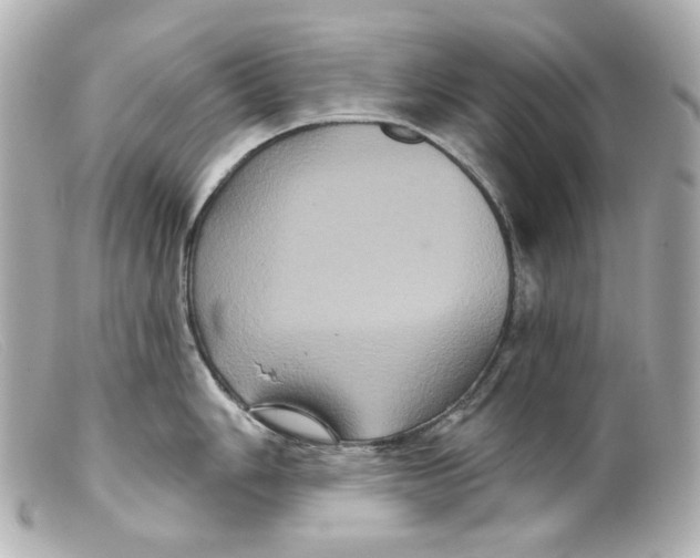 X0000099381006200805291124