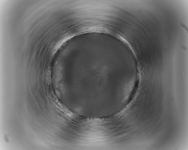 X0000099381019200805291124