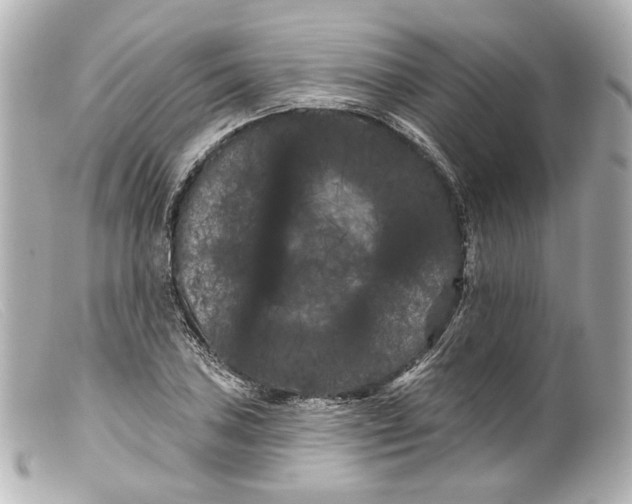 X0000099381027200805291124