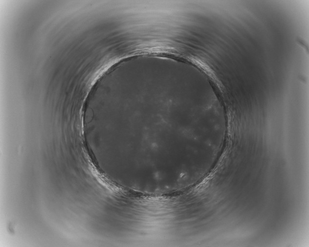 X0000099381031200805291124