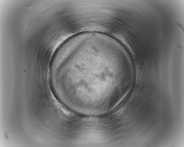 X0000099381040200805291124