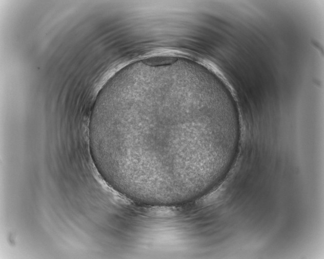 X0000099381049200805291124