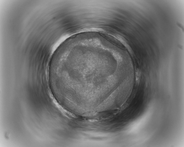 X0000099381054200805291124