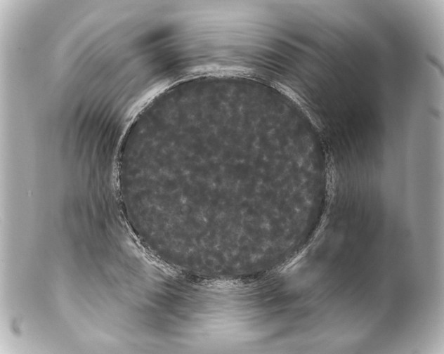 X0000099381074200805291123