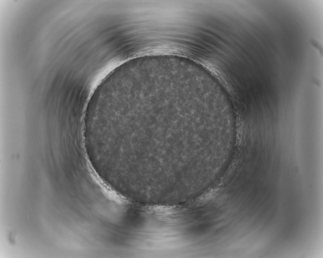 X0000099381086200805291123