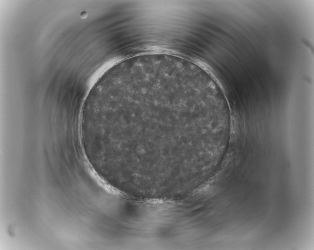 X0000099381098200805291123