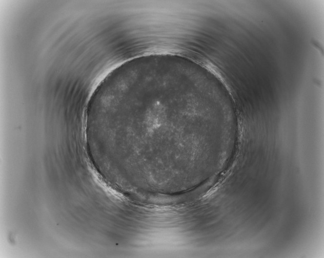 X0000099381124200805291123