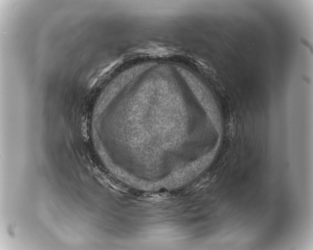 X0000099381205200805291121