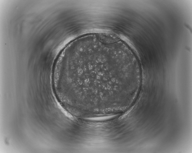 X0000099381237200805291122