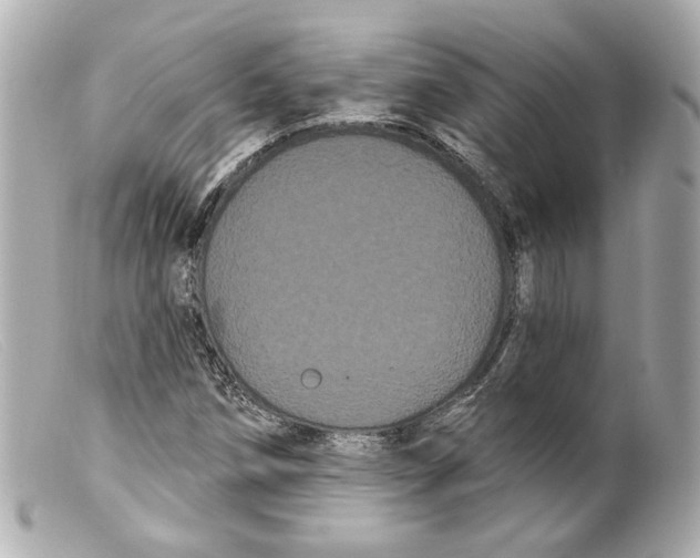 X0000099381258200805291121