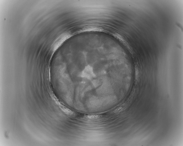 X0000099381274200805291121