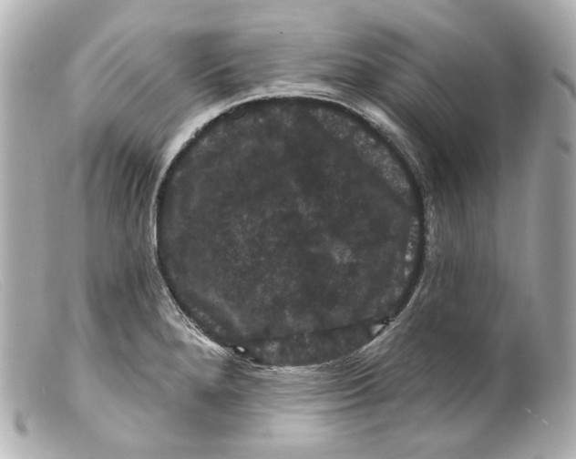 X0000099381280200805291121