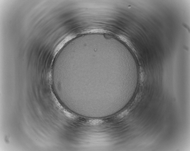 X0000099381282200805291121