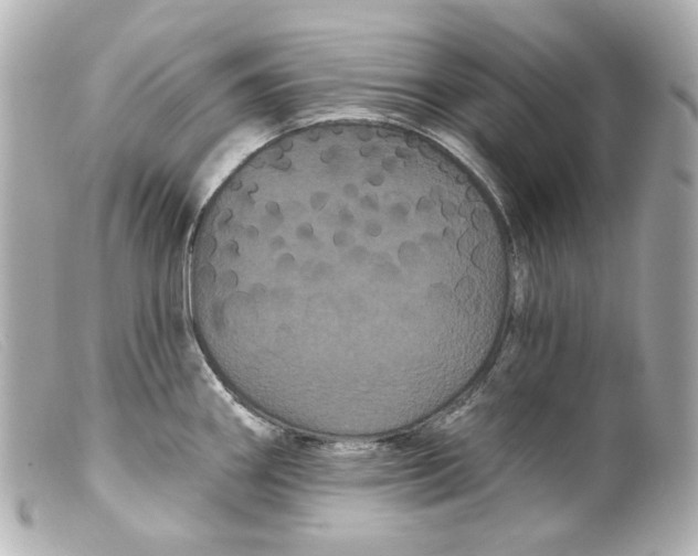 X0000099381290200805291121