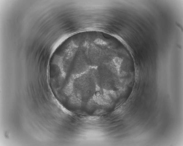 X0000099381294200805291121