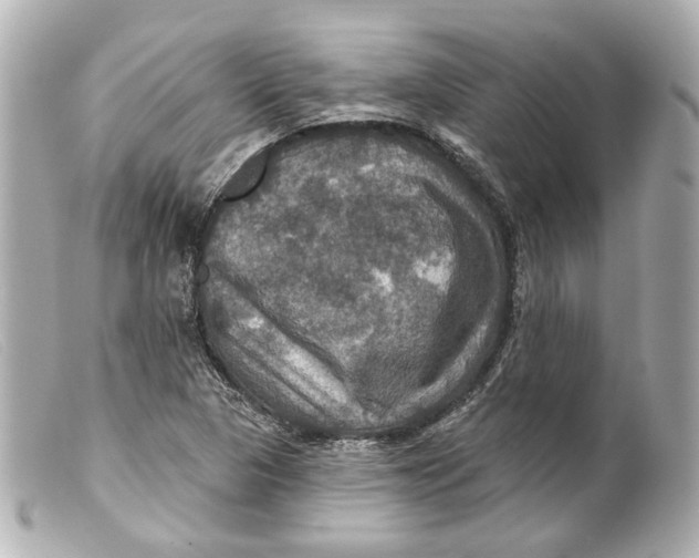 X0000099381313200805291120