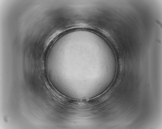 X0000099381318200805291120